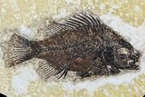 Fossil Fish (Cockerellites) - Green River Formation #107886-1